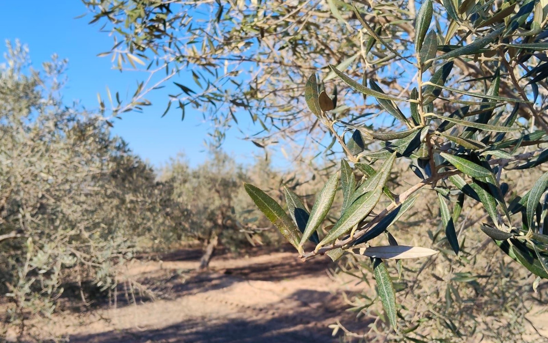 Resale - Villa - Elche - Las Bayas