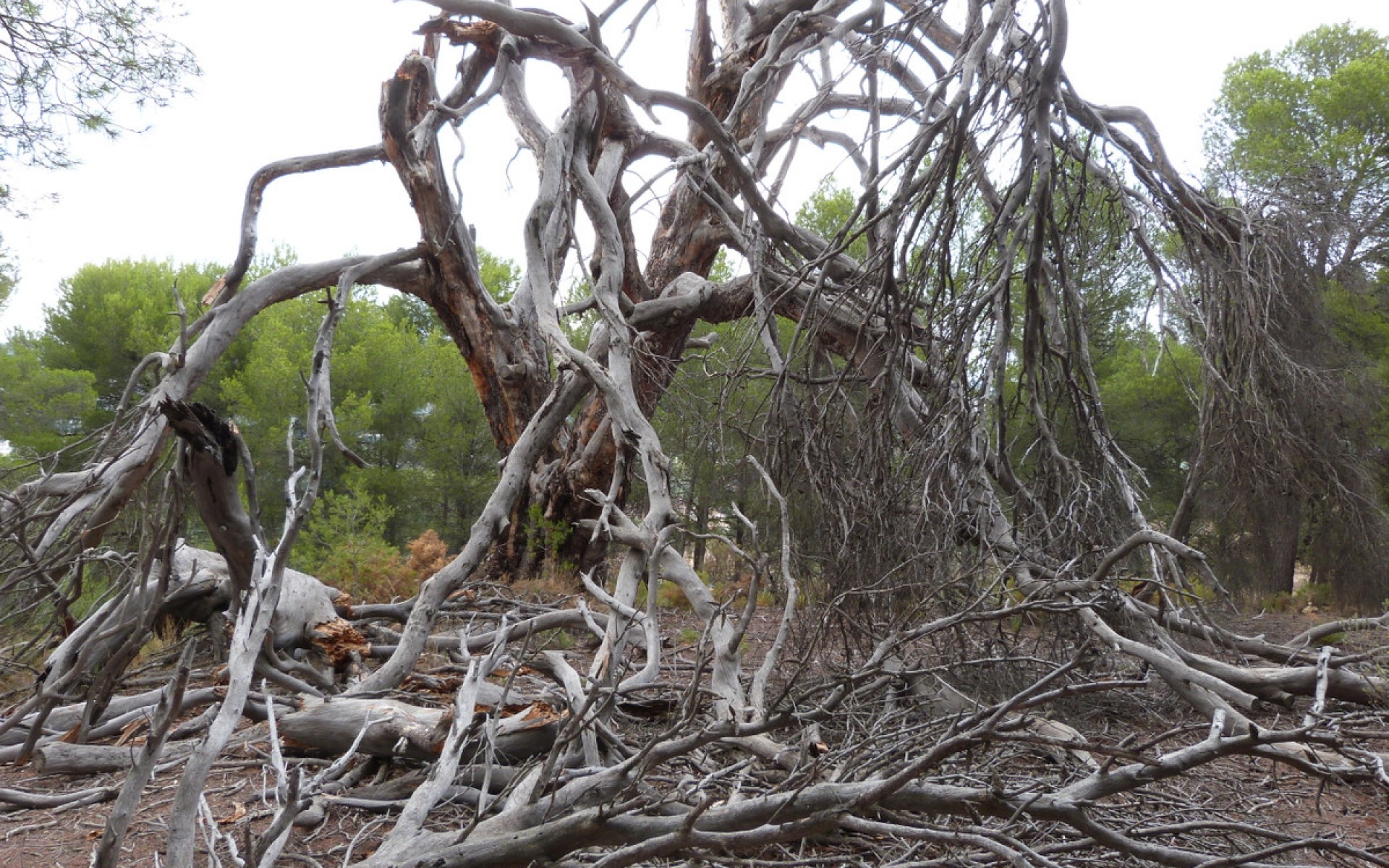 Resale - Villa - Ibi - Ibi Centro