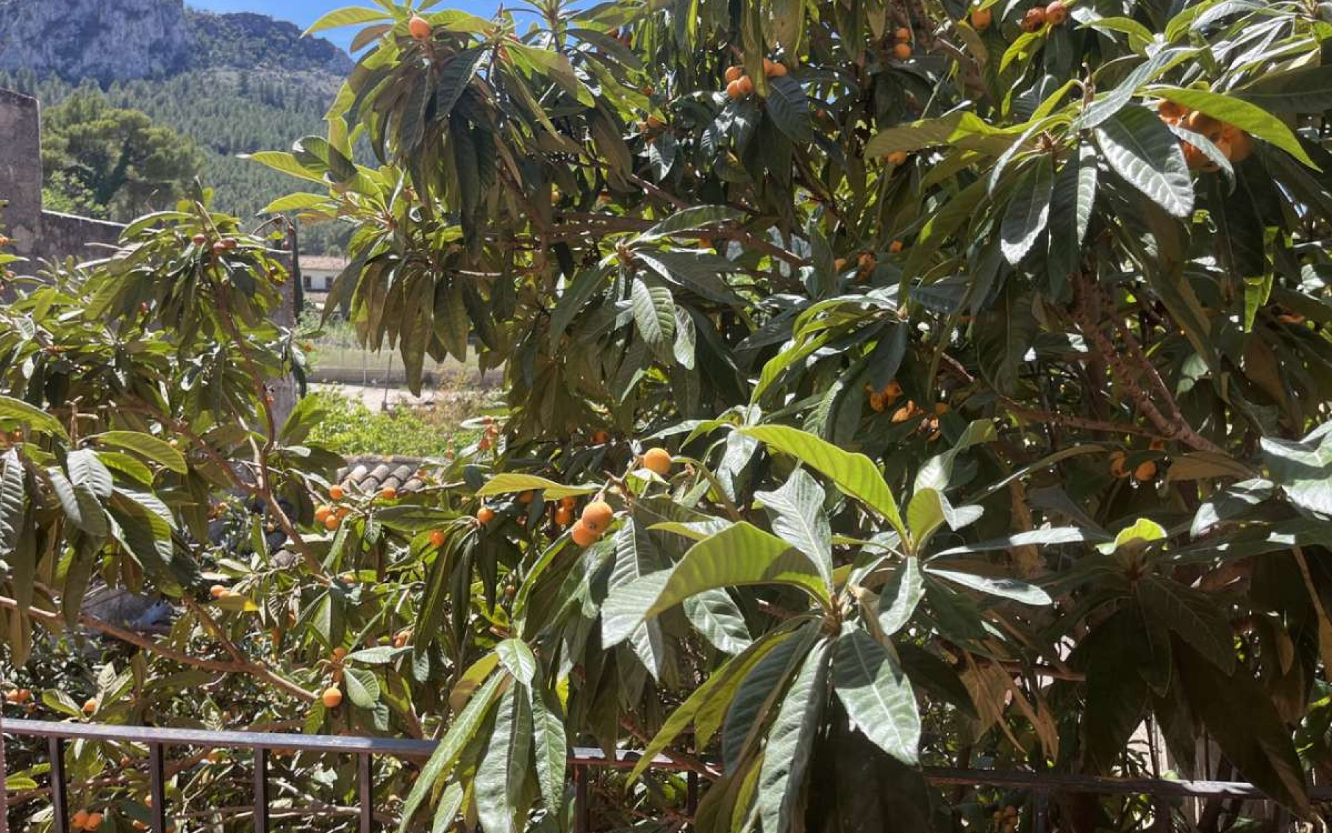 Resale - Villa - Orba - Orba Centro