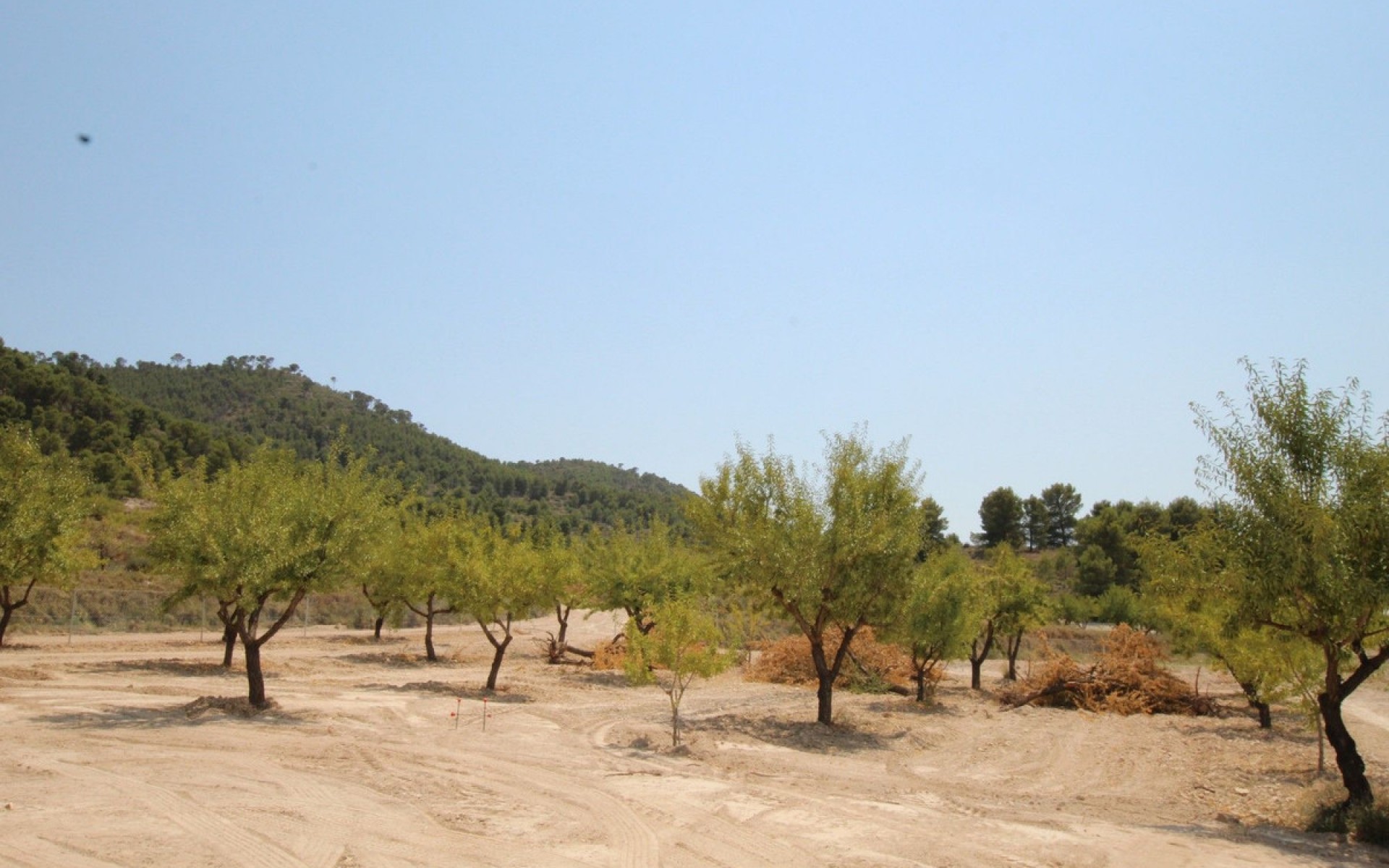 Resale - Villa - Pinoso - Pinoso Centro