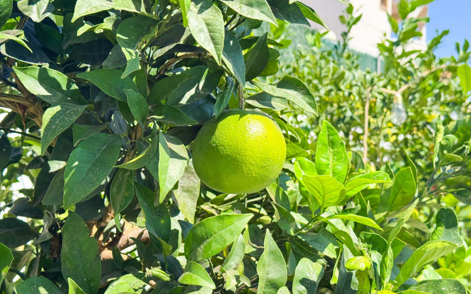 Resale - Villa - San Fulgencio - San Fulgencio Centro