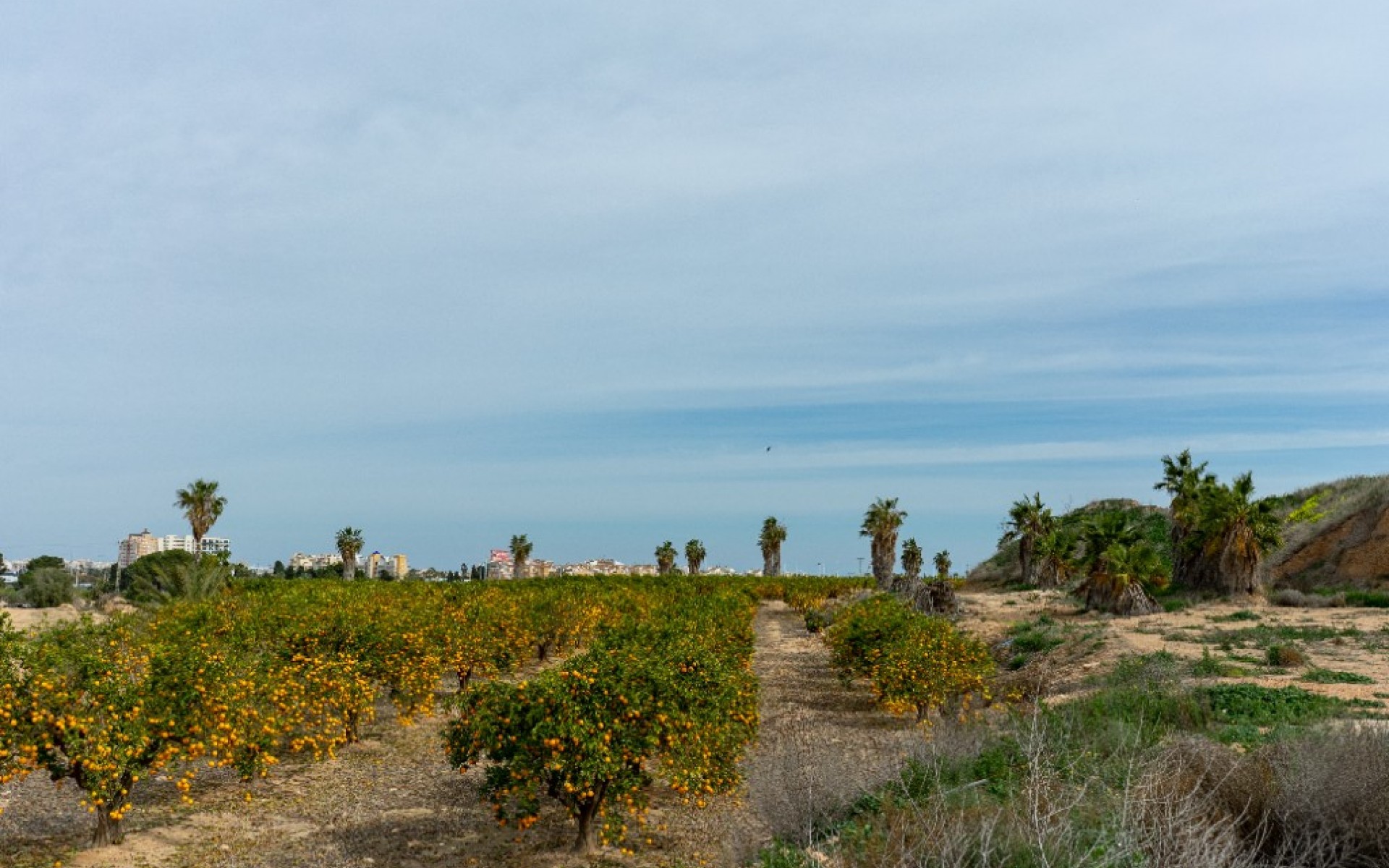 Resale - Villa - Torrevieja - Los Altos