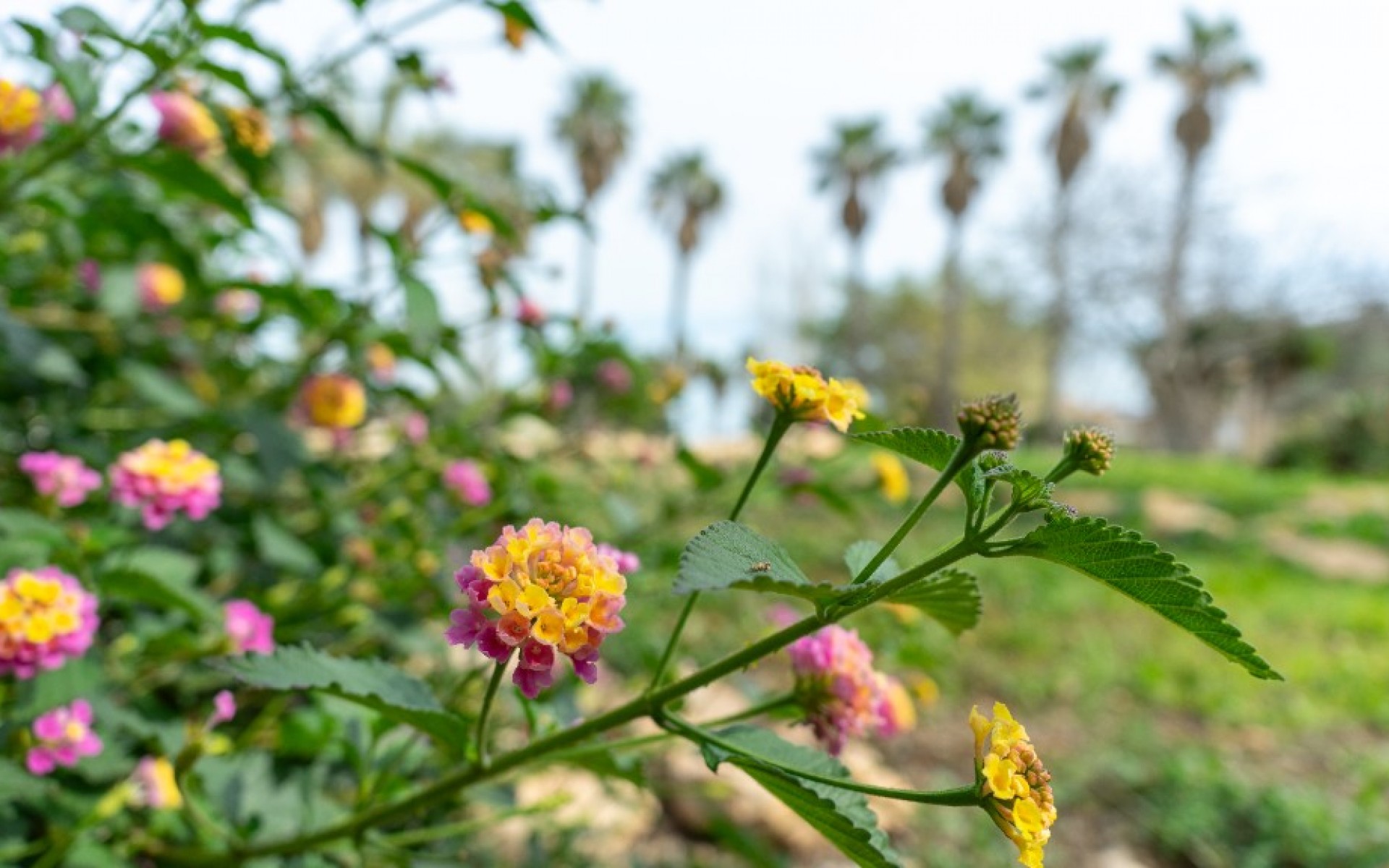 Resale - Villa - Torrevieja - Los Altos