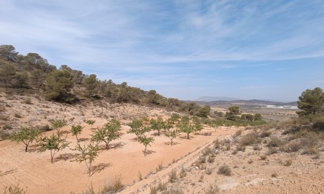 Terre - A Vendre - Abanilla - Abanilla Centro