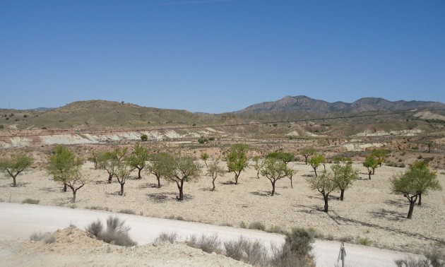 Terre - A Vendre - Abanilla - Abanilla Centro