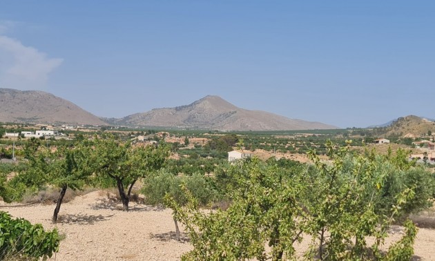 Terre - A Vendre - Abanilla - Abanilla Centro