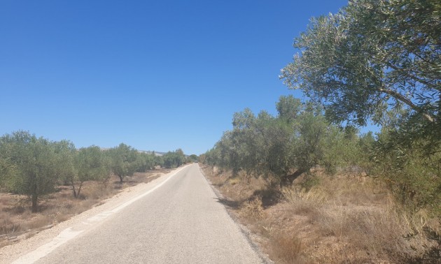 Terre - A Vendre - Biar - Biar Centro