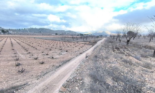 Terre - A Vendre - Jalon - La Solana