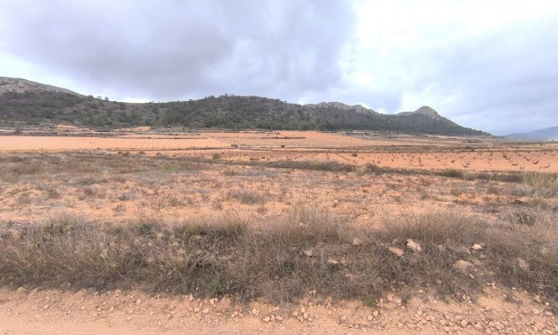 Terre - A Vendre - Jalon - La Solana