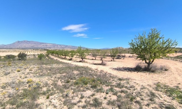 Terre - A Vendre - Jumilla - Jumilla Centro