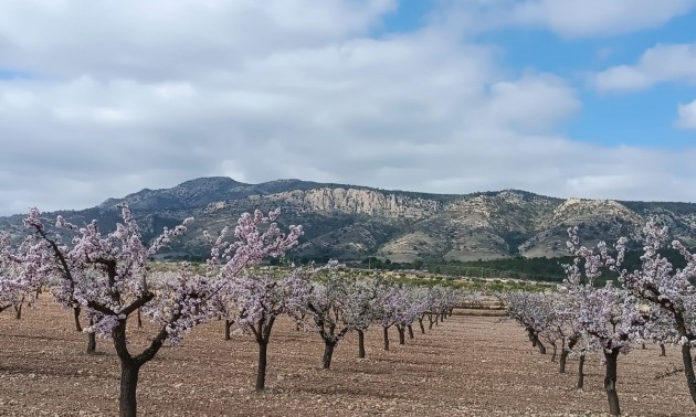 Terre - A Vendre - Jumilla - Jumilla Centro