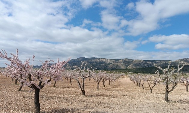 Terre - A Vendre - Jumilla - Jumilla Centro