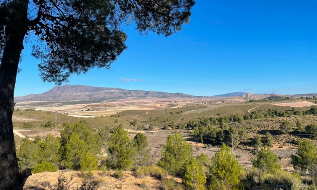 Terre - A Vendre - Jumilla - La Zarza