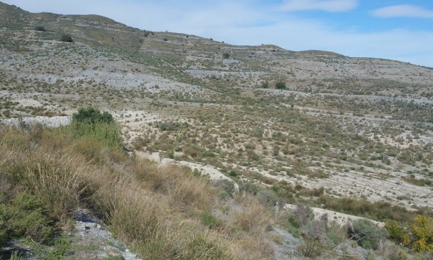 Terre - A Vendre - Lorca - Lorca Centro