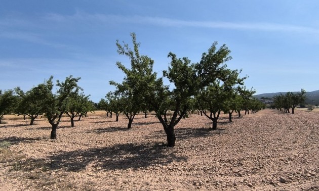 Terre - A Vendre - Monóvar - Monòver - Monóvar - Monòver Centro