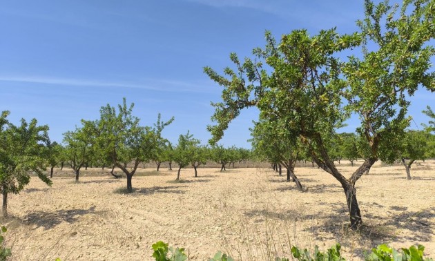 Terre - A Vendre - Monóvar - Monòver - Monóvar - Monòver Centro