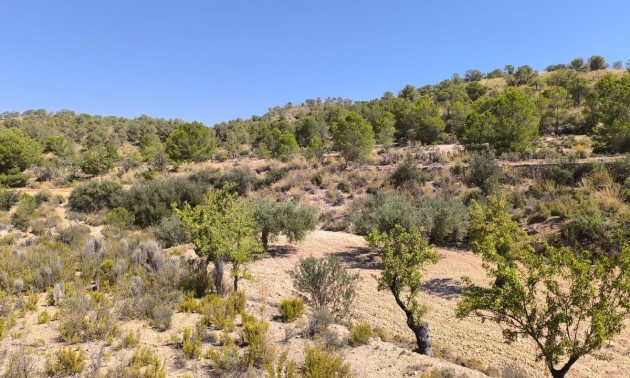 Terre - A Vendre - Monóvar - Monòver - Monóvar - Monòver Centro