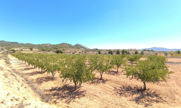 Terre - A Vendre - Monóvar - Monòver - Monóvar - Monòver Centro