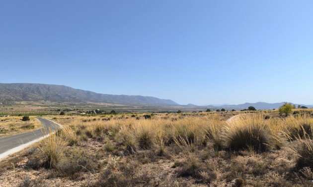 Terre - A Vendre - Pinoso - Lel