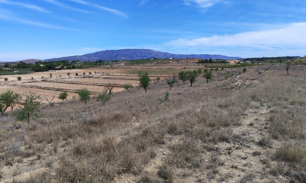 Terre - A Vendre - Pinoso - Pinoso Centro