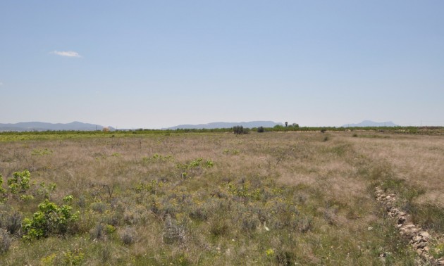 Terre - A Vendre - Pinoso - Pinoso Centro