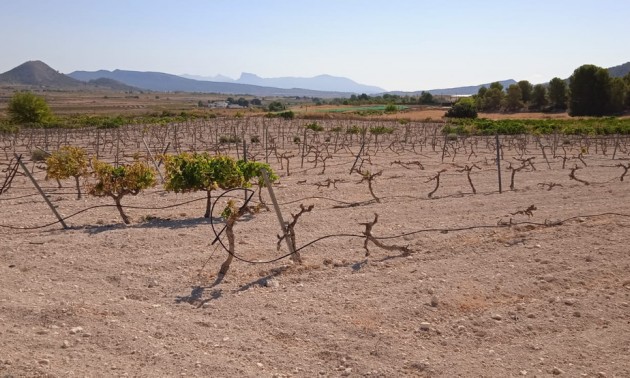 Terre - A Vendre - Pinoso - Pinoso Centro