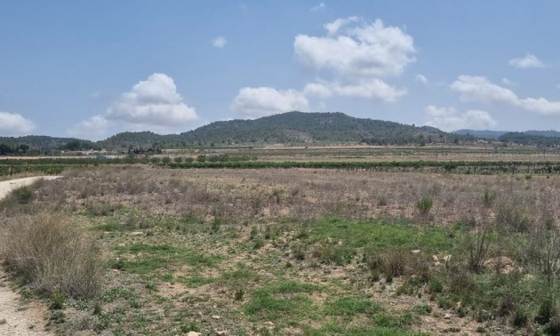 Terre - A Vendre - Pinoso - Pinoso Centro