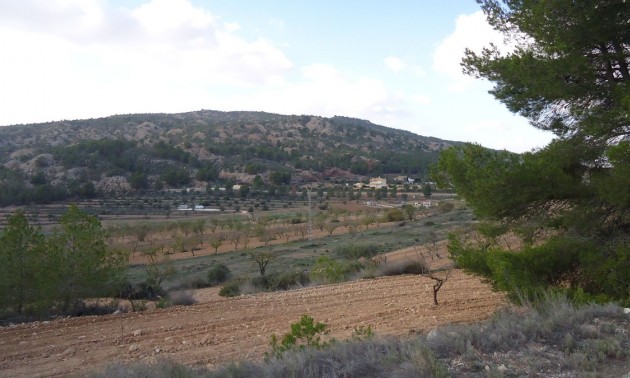 Terre - A Vendre - Pinoso - Pinoso Centro