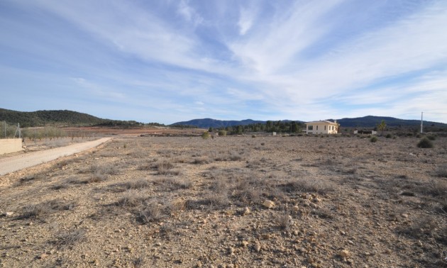 Terre - A Vendre - Pinoso - Pinoso Centro