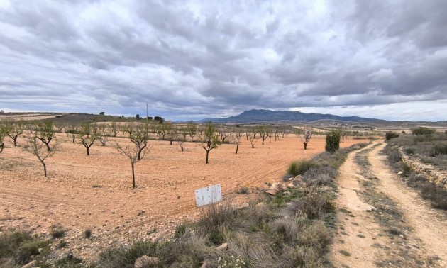 Terre - A Vendre - Pinoso - Pinoso Centro