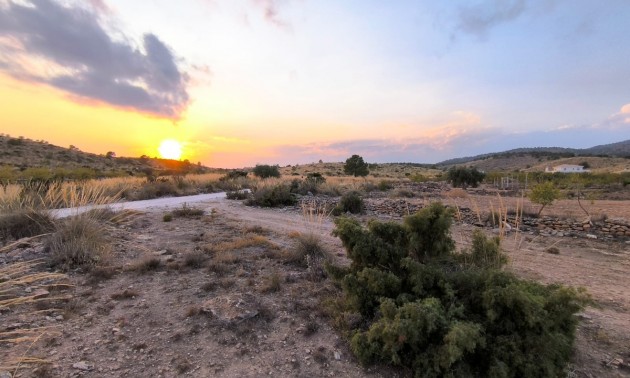 Terre - A Vendre - Pinoso - Pinoso Centro