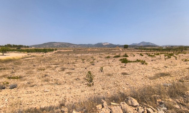 Terre - A Vendre - Pinoso - Pinoso Centro