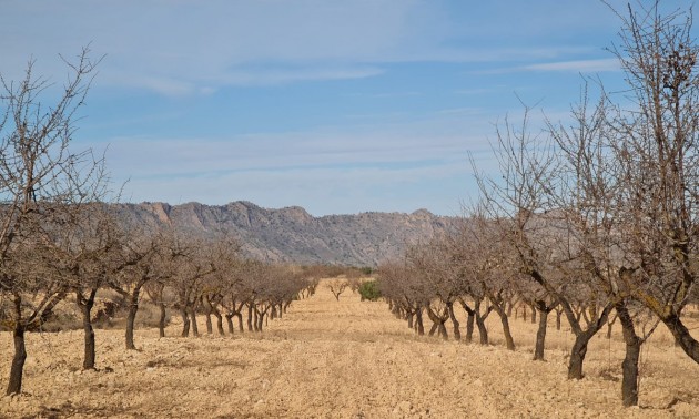 Terre - A Vendre - Yecla - Raspay