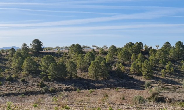 Terre - A Vendre - Yecla - Raspay