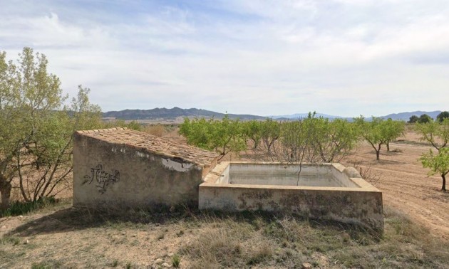 Terre - A Vendre - Yecla - Yecla Centro