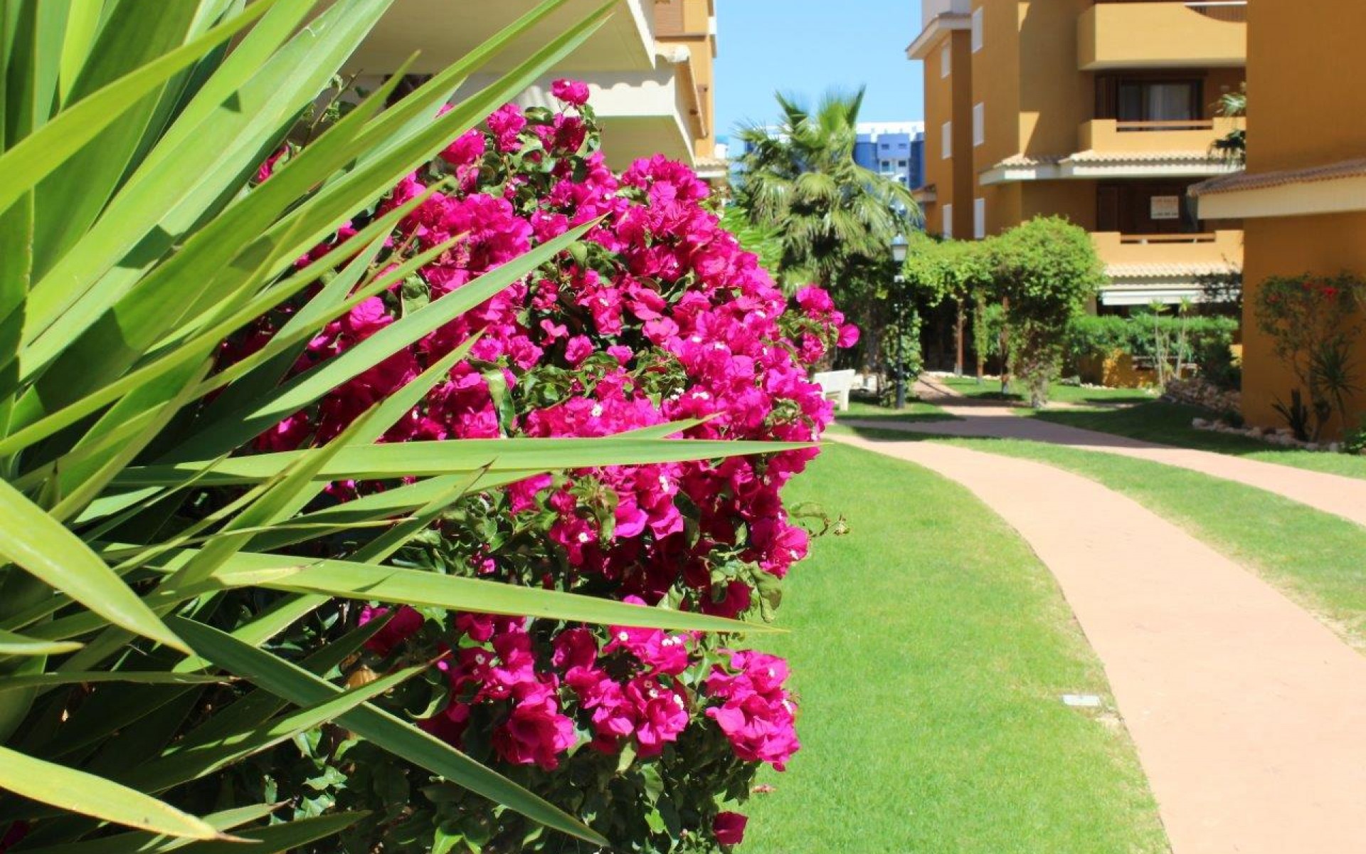 zum Verkauf - Apartment - Punta Prima - La Entrada