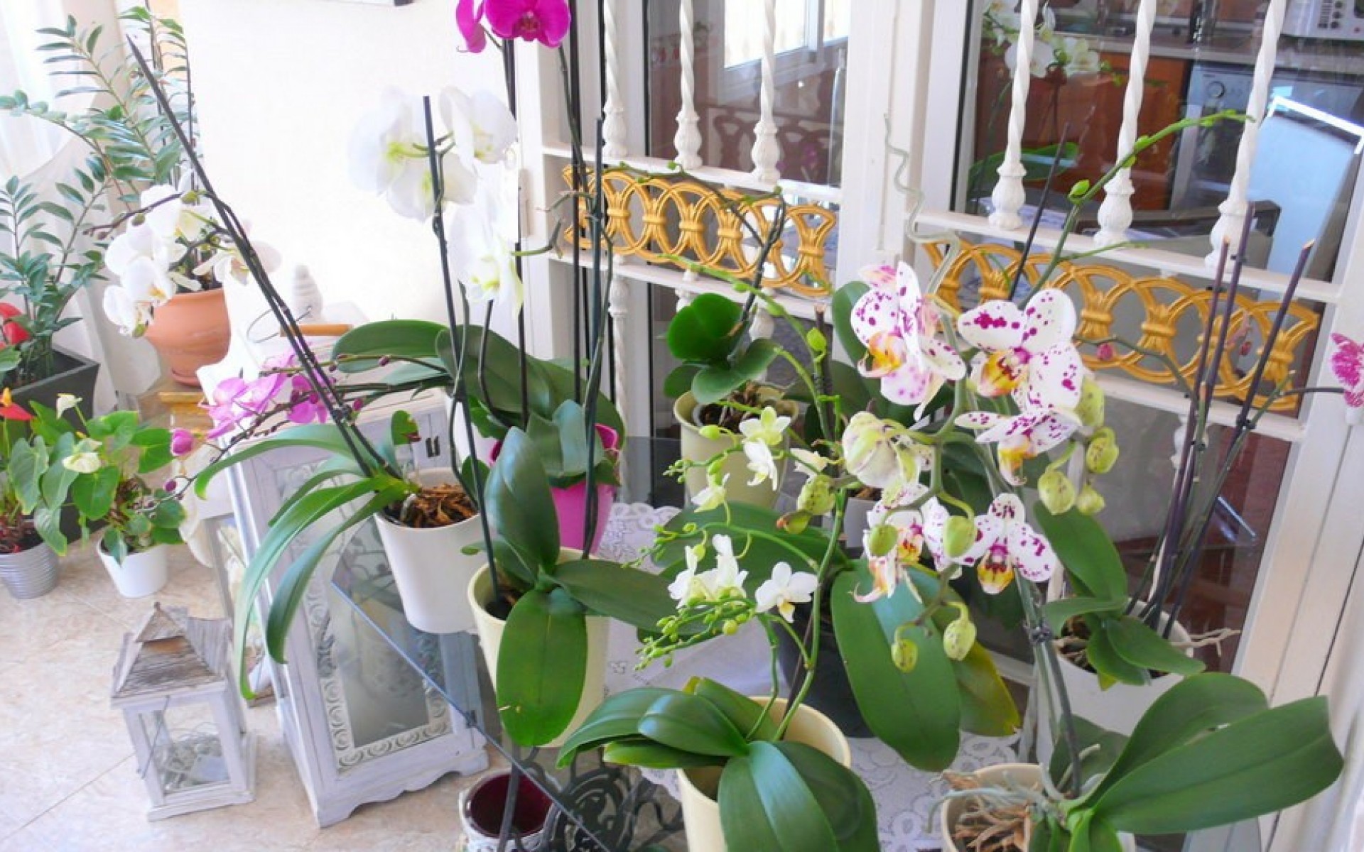 zum Verkauf -  - Dolores