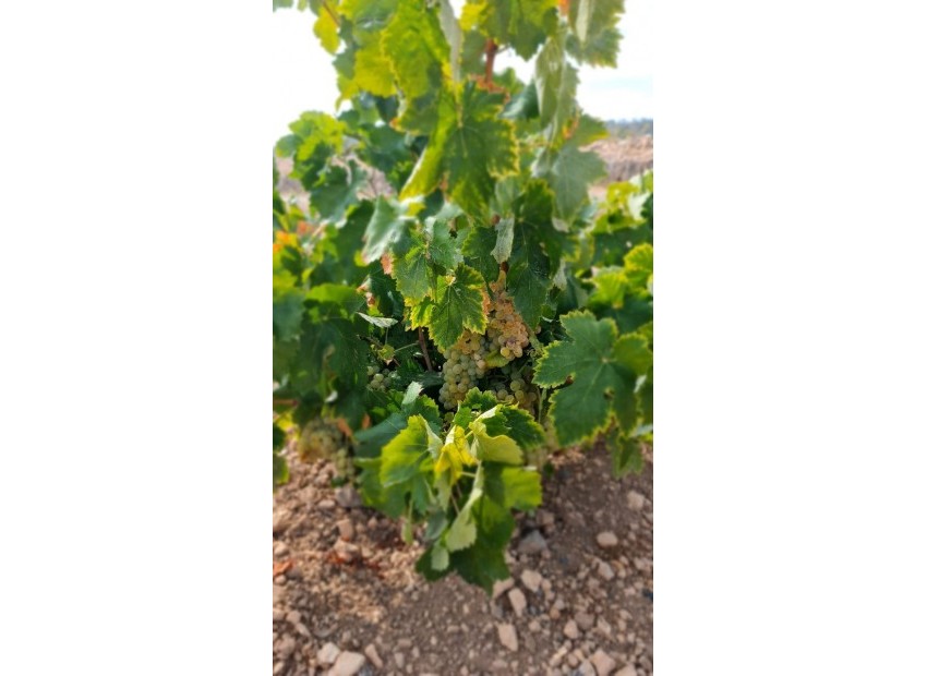 zum Verkauf - Land - Abanilla - Abanilla Centro