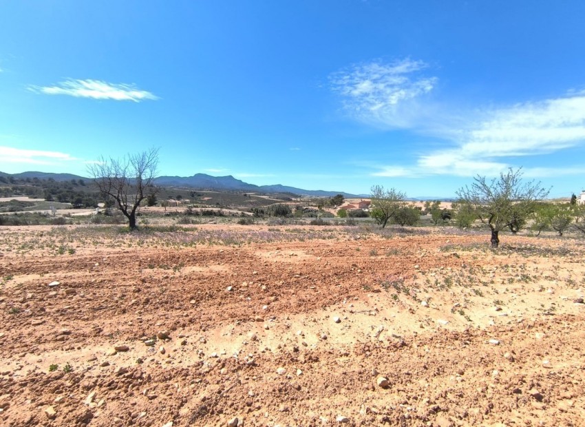 zum Verkauf - Land - Jumilla - Jumilla Centro