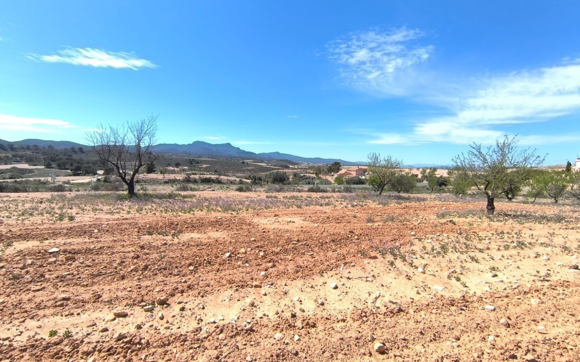 zum Verkauf - Land - Jumilla - Jumilla Centro