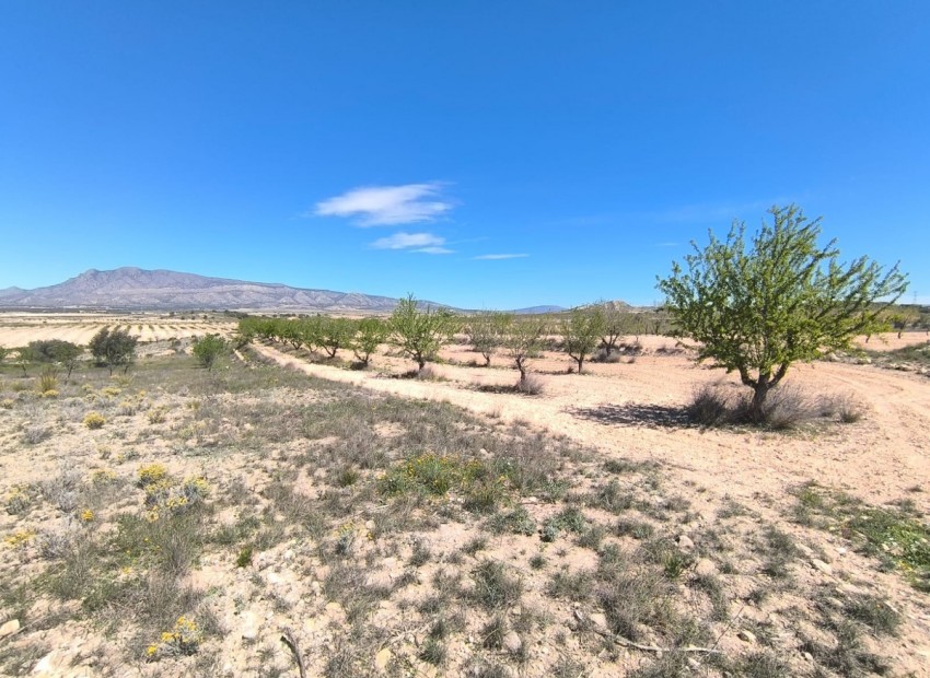 zum Verkauf - Land - Jumilla - Jumilla Centro