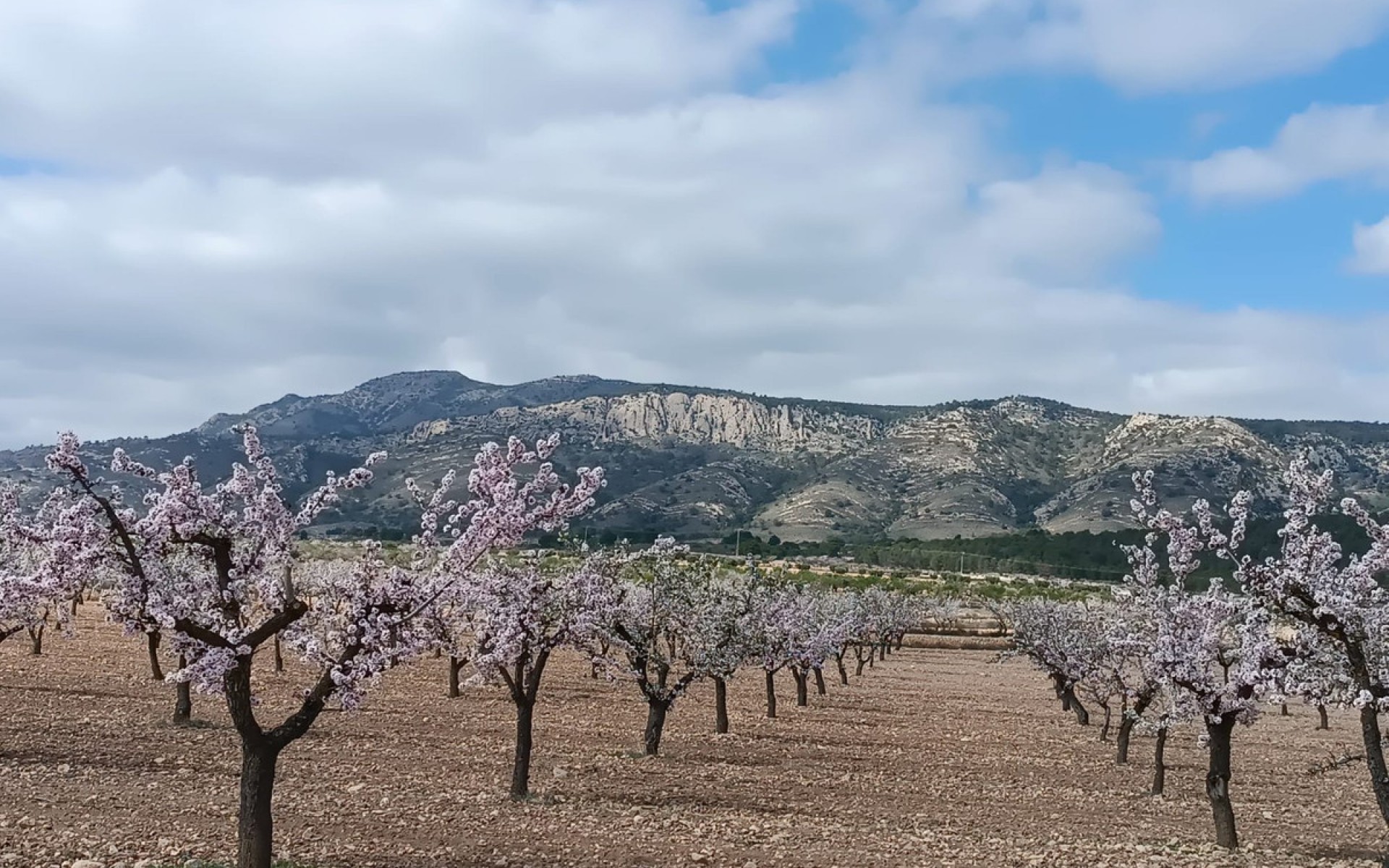 zum Verkauf - Land - Jumilla - Jumilla Centro