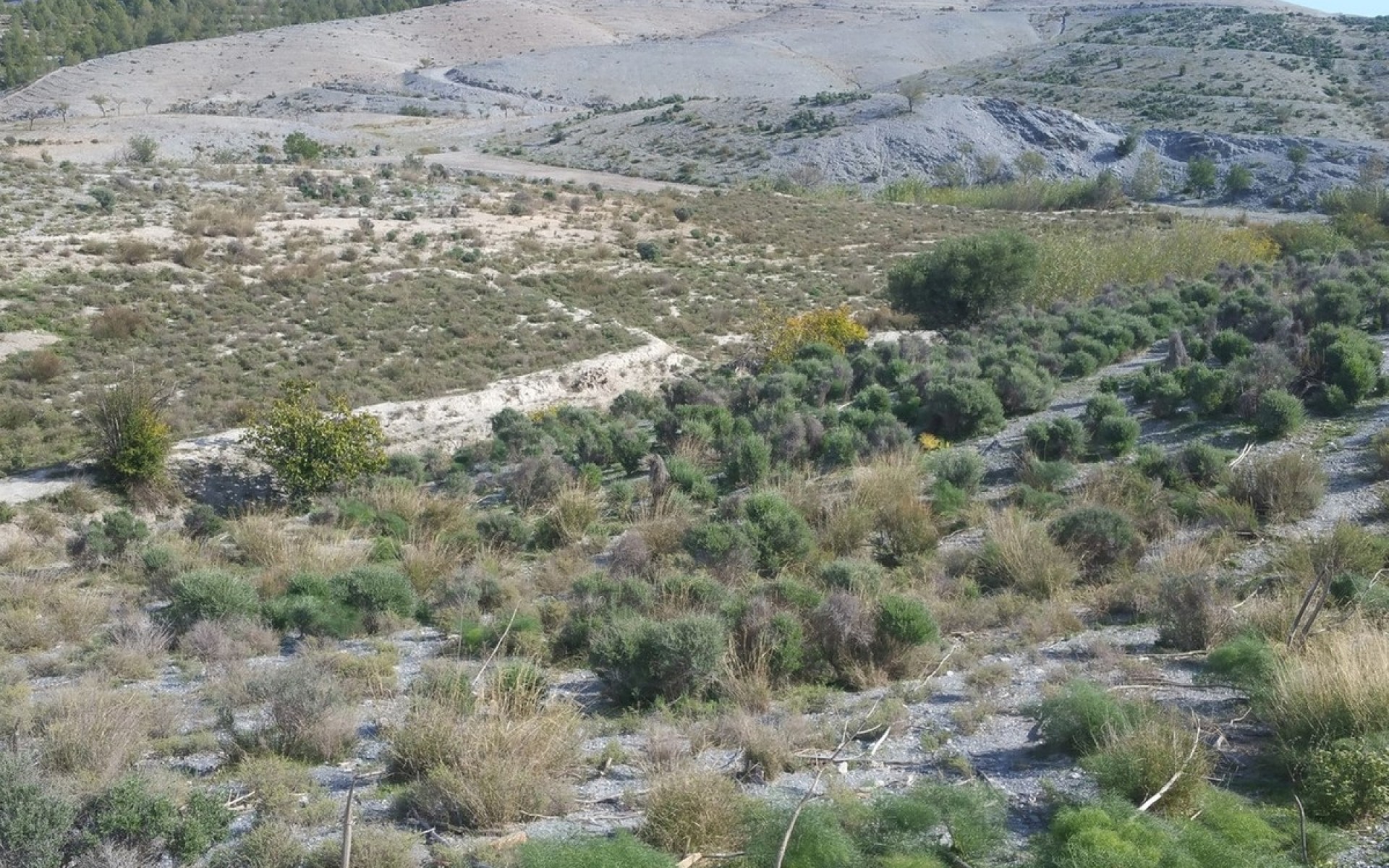 zum Verkauf - Land - Lorca - Lorca Centro