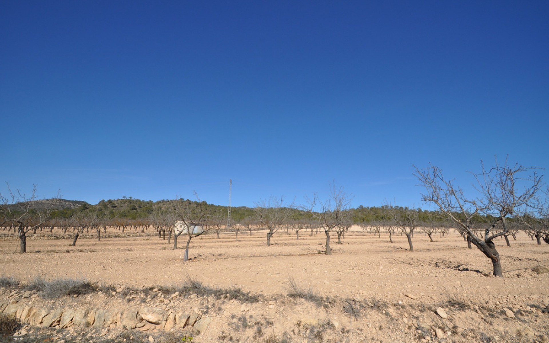 zum Verkauf - Land - Monóvar - Monòver - Monóvar - Monòver Centro