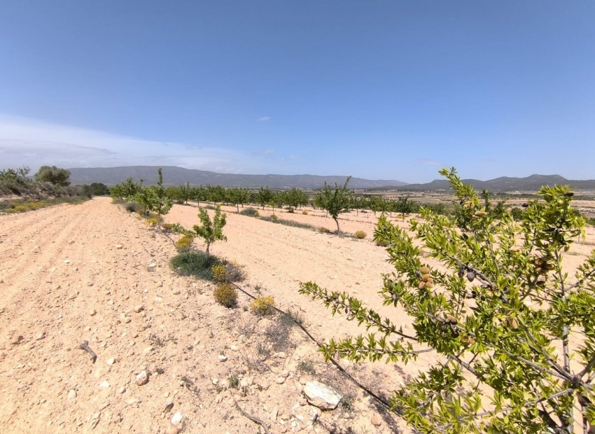 zum Verkauf - Land - Monóvar - Monòver - Monóvar - Monòver Centro