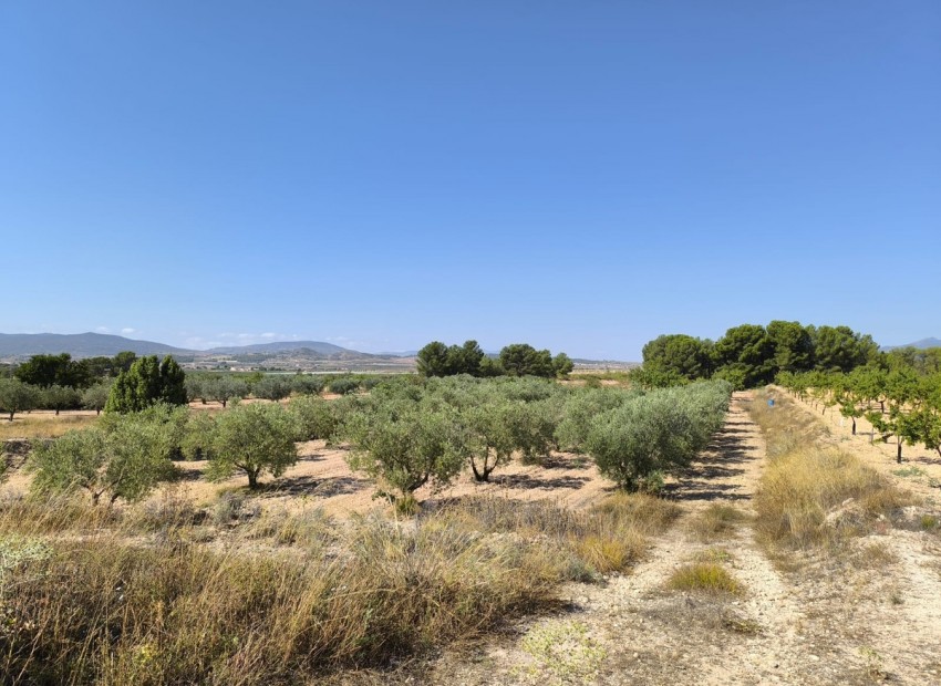 zum Verkauf - Land - Monóvar - Monòver - Monóvar - Monòver Centro