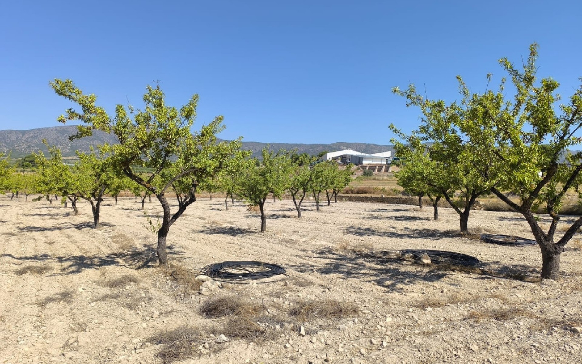 zum Verkauf - Land - Monóvar - Monòver - Monóvar - Monòver Centro