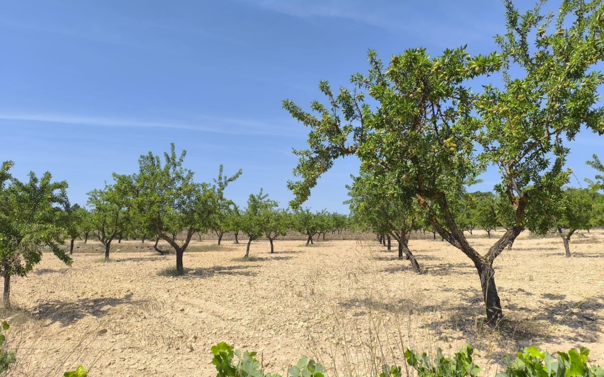 zum Verkauf - Land - Monóvar - Monòver - Monóvar - Monòver Centro