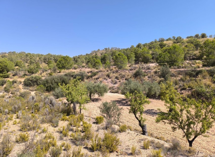 zum Verkauf - Land - Monóvar - Monòver - Monóvar - Monòver Centro