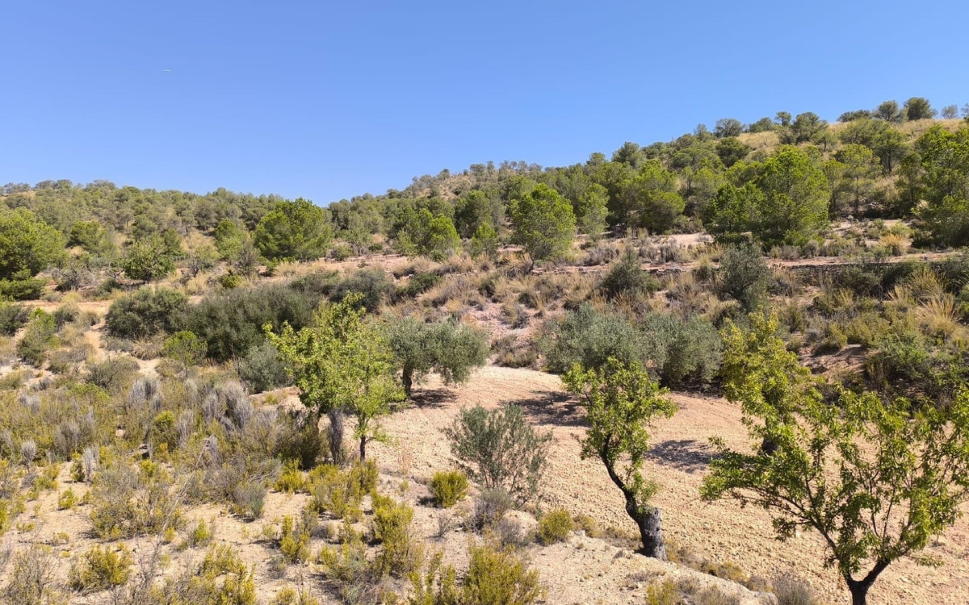 zum Verkauf - Land - Monóvar - Monòver - Monóvar - Monòver Centro